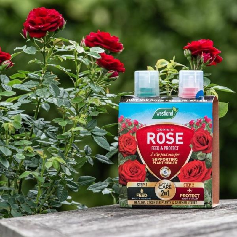 Westland 2’N1 Feed And Protect Rose