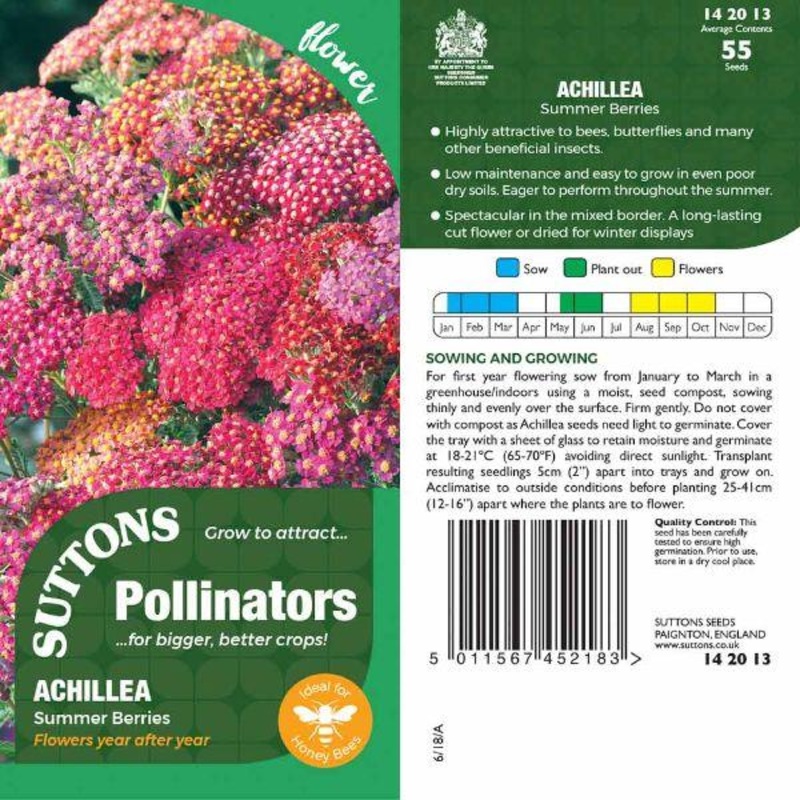 P & P – Achillea Summer Berries
