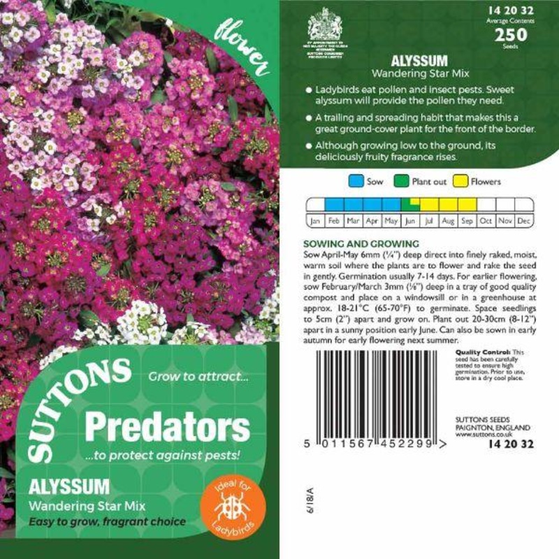 P & P – Alyssum Wandering Star