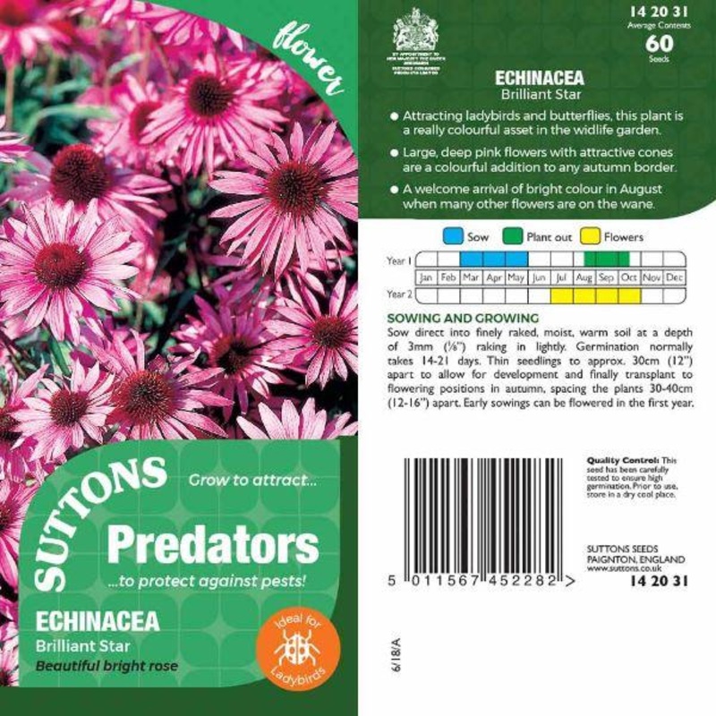 P & P – Echinacea Brilliant Star