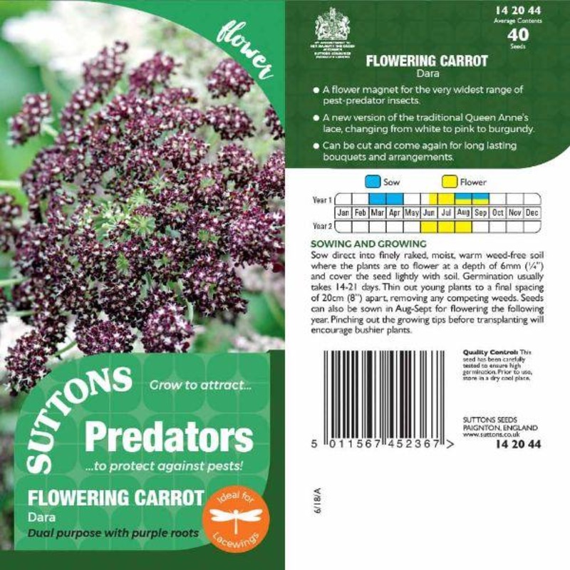 P & P – Flowering Carrot Dara