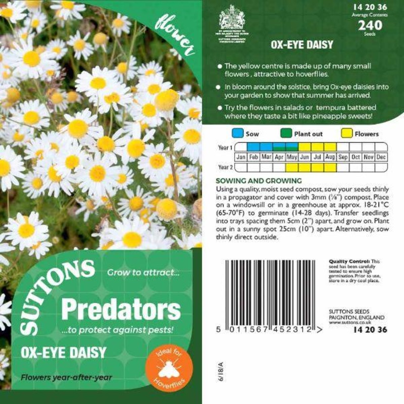 P & P – Ox Eye Daisy
