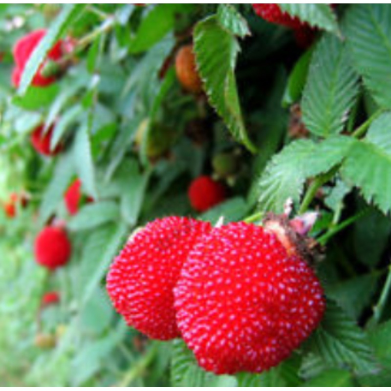 Aardbeiframboos ‘Asterix’