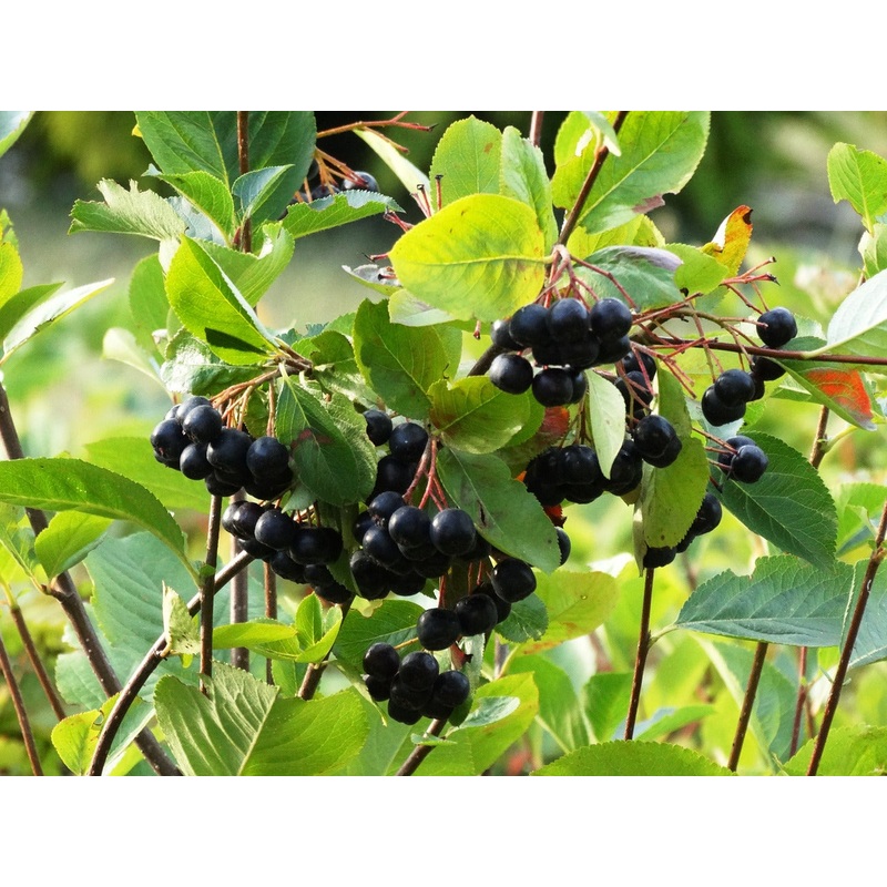 Appelbes ‘Viking’ BIO