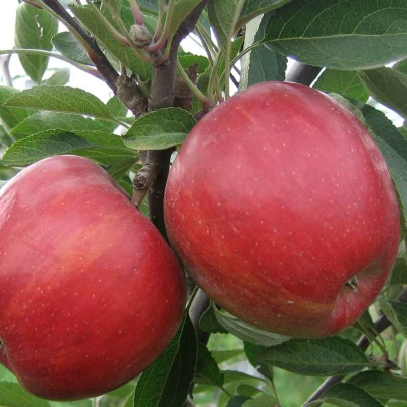 Appelboom ‘Braeburn’