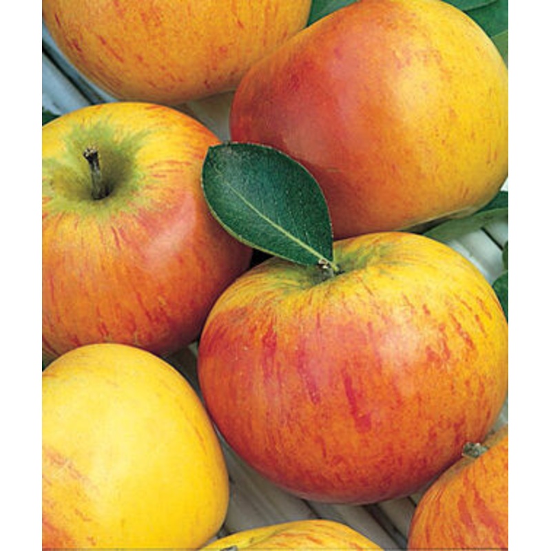 Appelboom ‘Cox’s Orange Pippin’ BIO