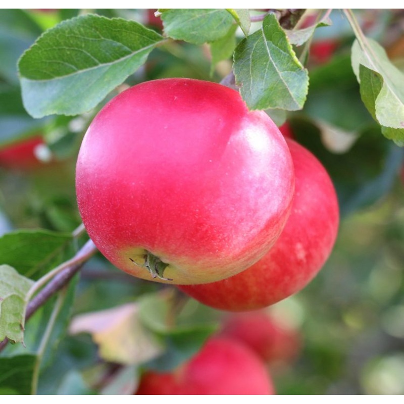 Appelboom ‘Discovery’