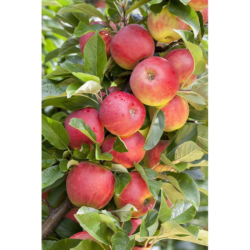 Appelboom ‘Elstar’