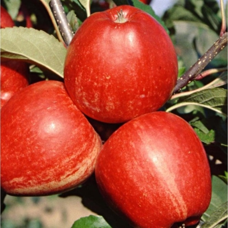 Appelboom ‘Gala’ BIO