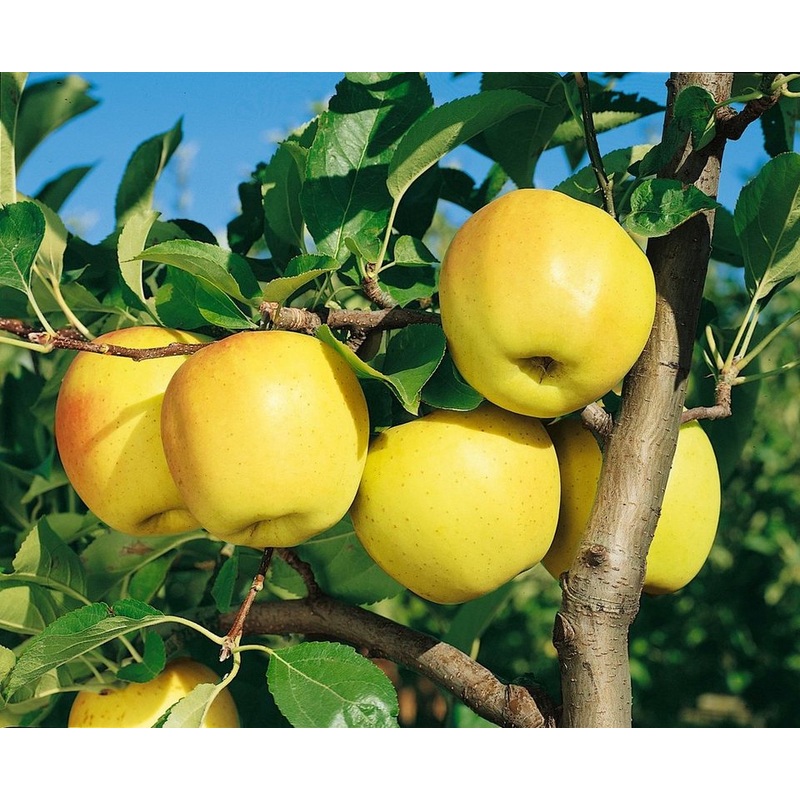 Appelboom ‘Golden Delicious’