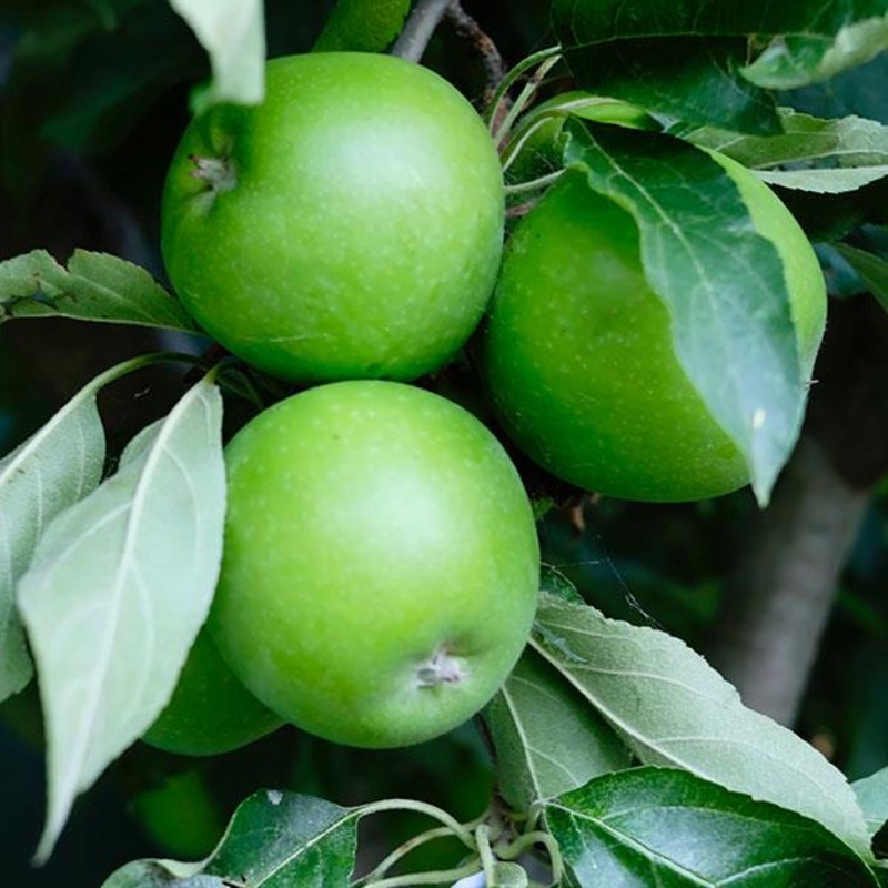 Appelboom ‘Granny Smith’