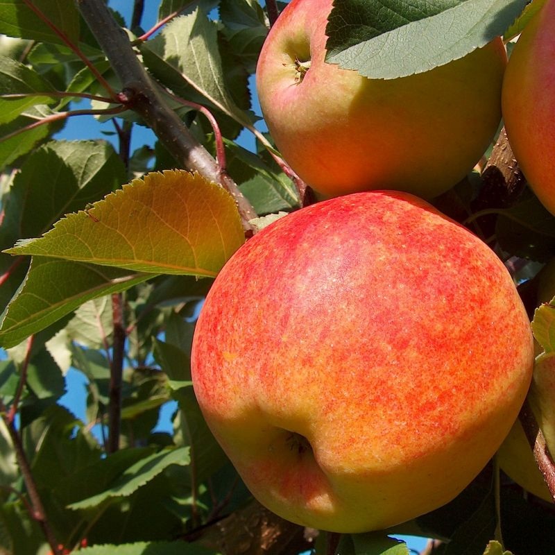 Appelboom ‘Gravenstein’