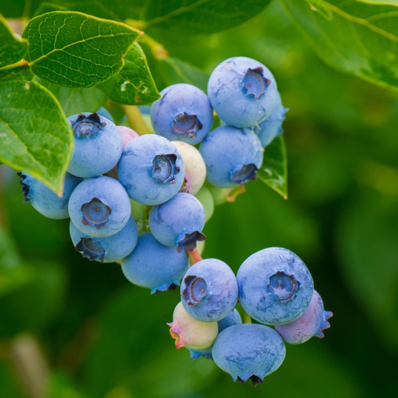 Blauwe bes ‘Bluecrop’ BIO