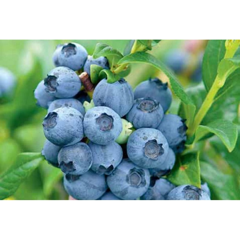 Blauwe bes ‘Brigitta Blue’ BIO