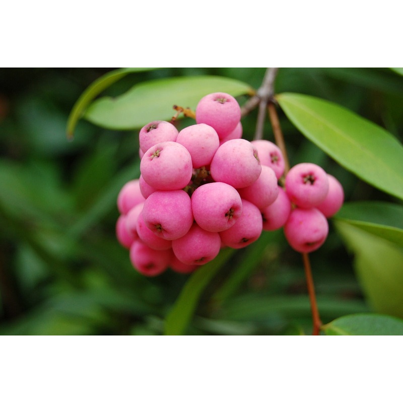 Blauwe bes ‘Pink berry’ BIO