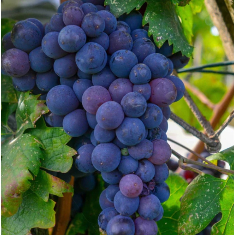 Blauwe eetdruif ‘Early Campbell’ (in 4 liter pot) – 80 cm hoog