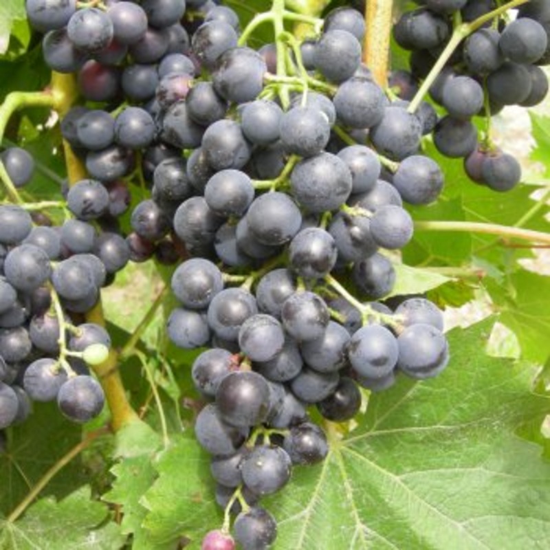 Blauwe eetdruif ‘Muskat Blue’ (in 4 liter pot) – 80 cm hoog – ook wijndruif