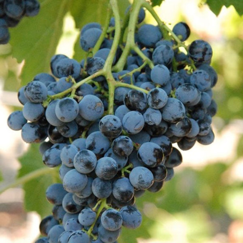 Blauwe eetdruif ‘Nero’ (in 4 liter pot) – 80 cm hoog – ook wijndruif