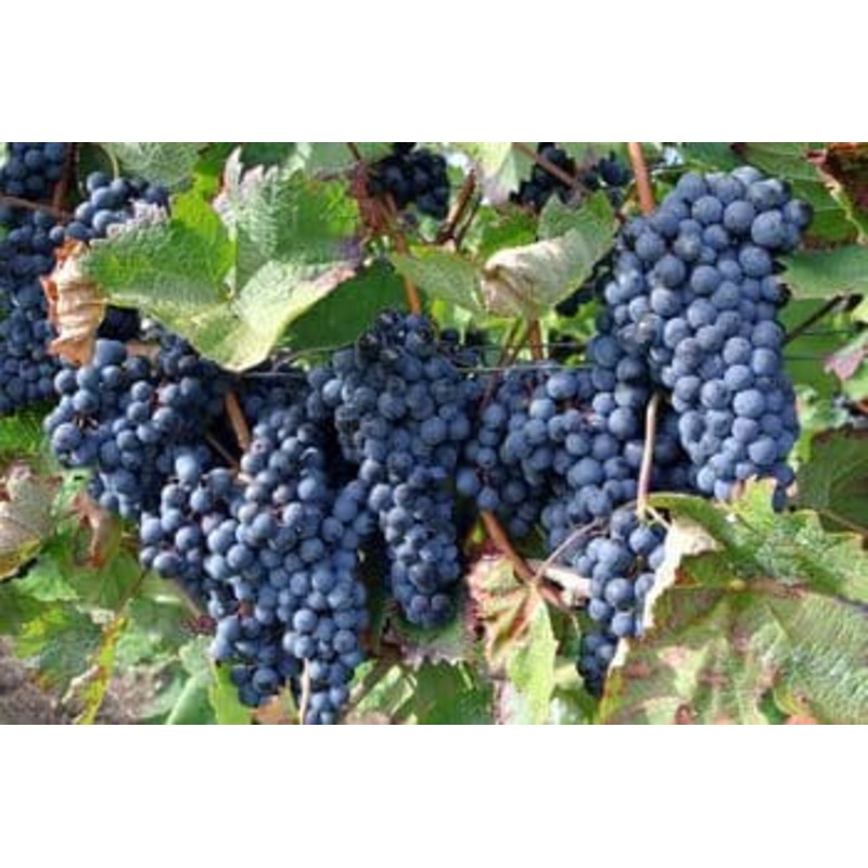 Blauwe pitloze eetdruif ‘Sweety’ (in 4 liter pot) – 80 cm hoog