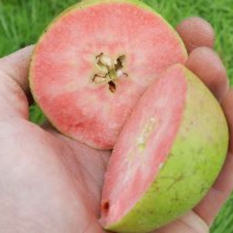 Bloedappel ‘Pink pearl