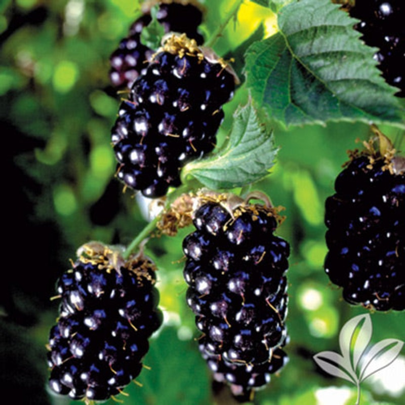 Doornloze bramenstruik ‘Black Satin’ BIO