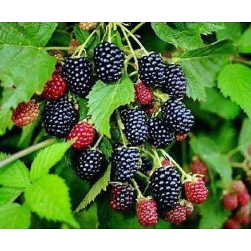 Doornloze bramenstruik ‘Lochness’ BIO