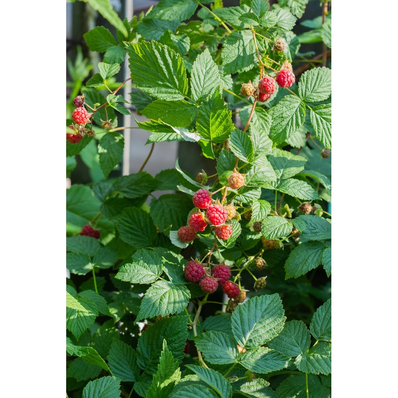 Dwergframboos ‘Ruby Beauty’ (voor in pot)