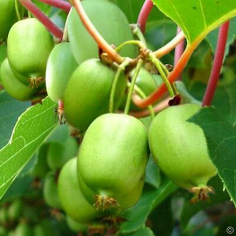 Kiwibes ‘Issai’ BIO