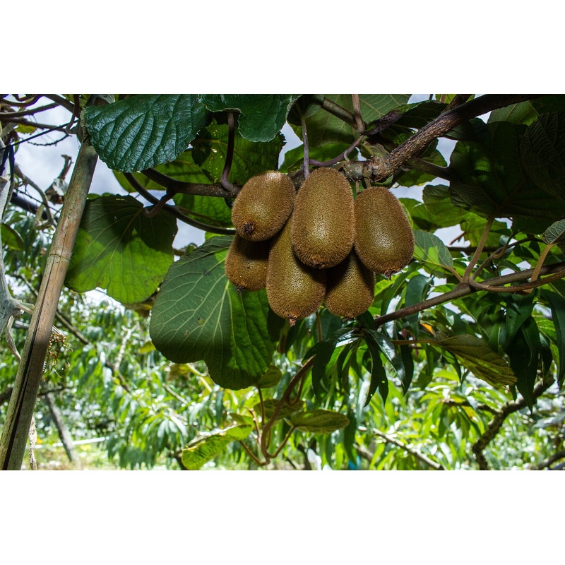 Kiwiplant ‘Jenny’ BIO