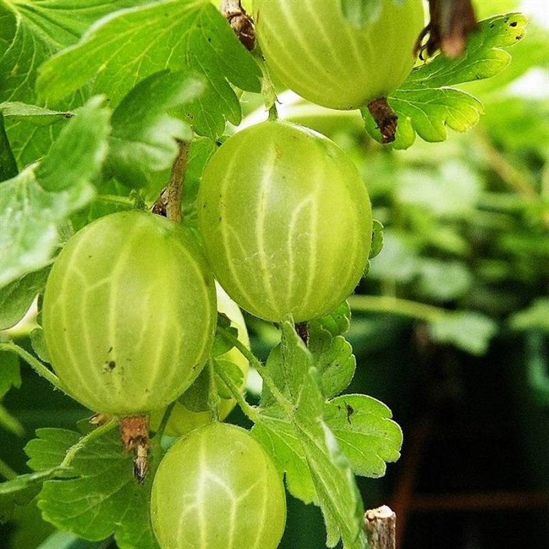 Kruisbes ‘Hinnonmaki Groen’ BIO