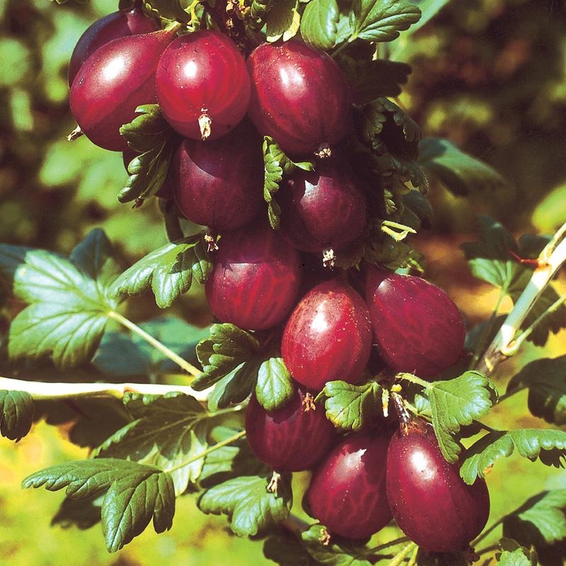 Kruisbes rood ‘Hinnonmaki Rood’ BIO