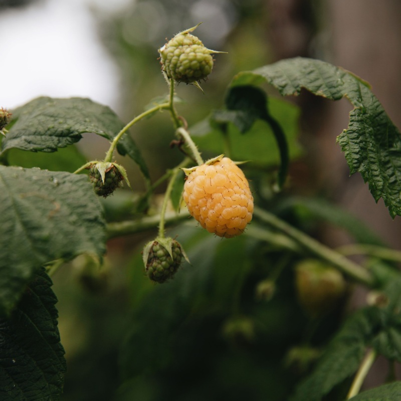 Late zomerframboos ‘Golden Everest’ BIO