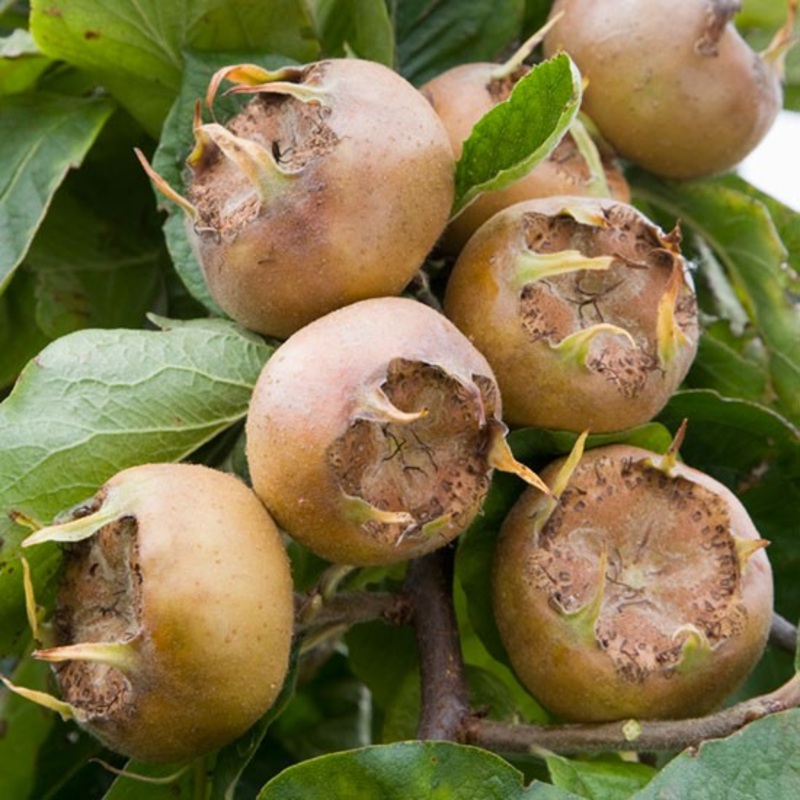 Mispel ‘Westerveld’