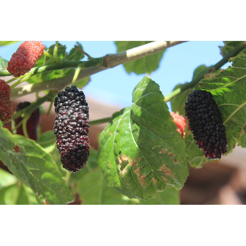 Moerbei ‘Mojo Berry’