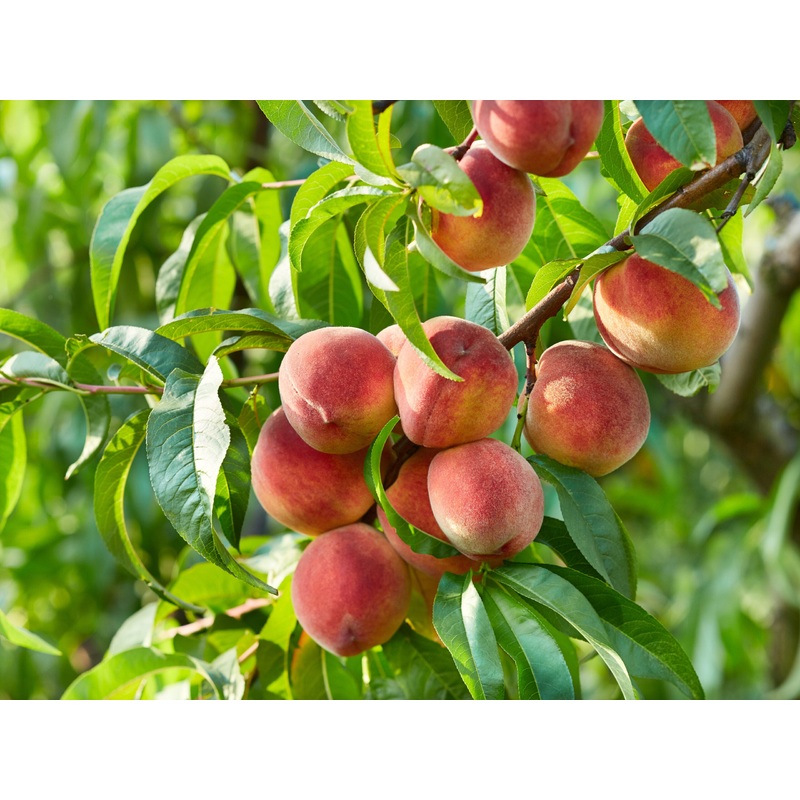 Nectarine ‘Flavortop’