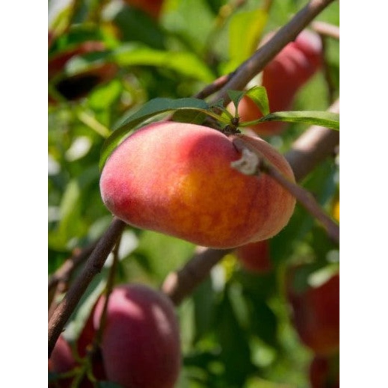 Nectarineboom (Platte) ‘Flateryna’