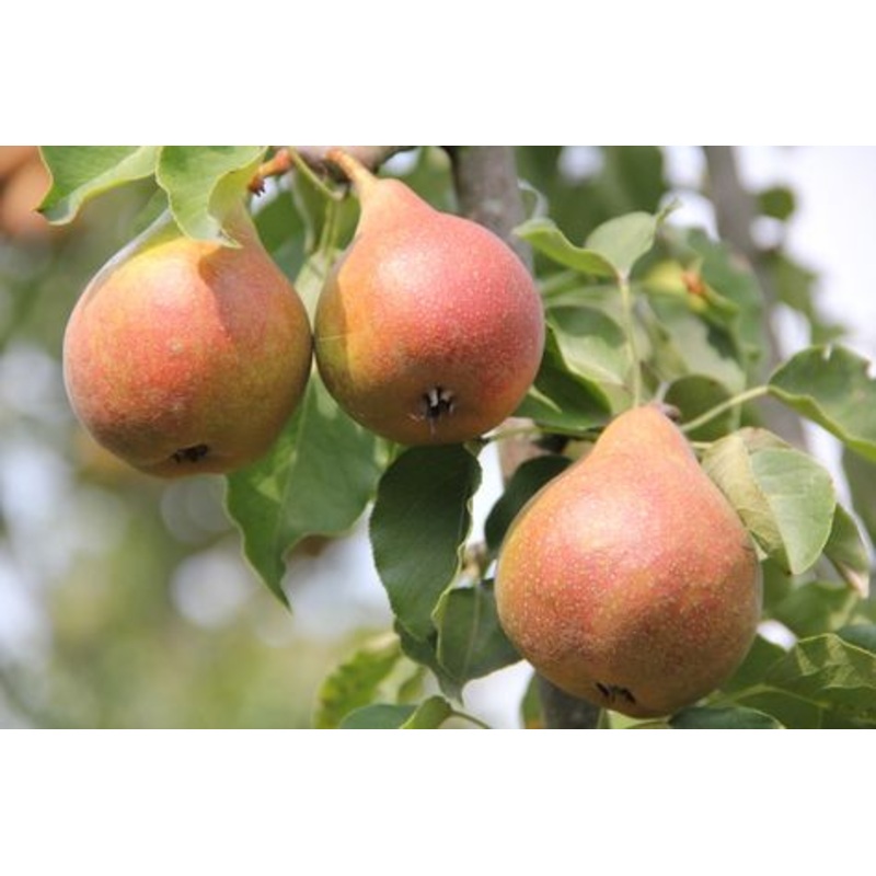 Perenboom ‘Gieser Wildeman’