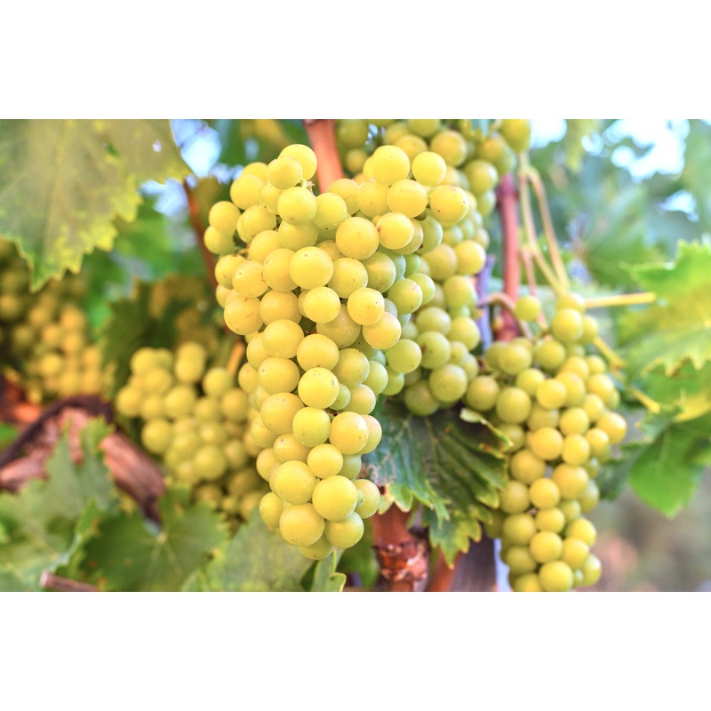 Pitloze Gele eetdruif ‘Lakemont’ (in 4 liter pot) – 80 cm hoog