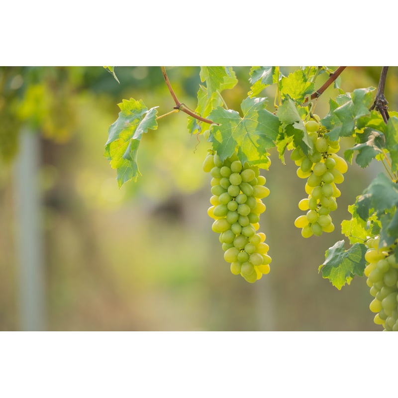 Pitloze Gele eetdruif  ‘Tonia hobrevt’ (in 4 liter pot) – 80 cm hoog