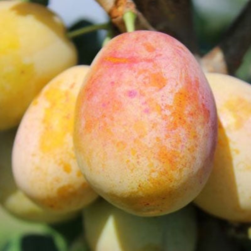 Pruimenboom ‘Aprimera’