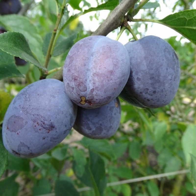 Pruimenboom ‘Hauszwetsche’ BIO