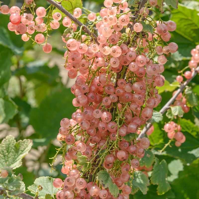 Roze aalbes ‘Rosalinn’