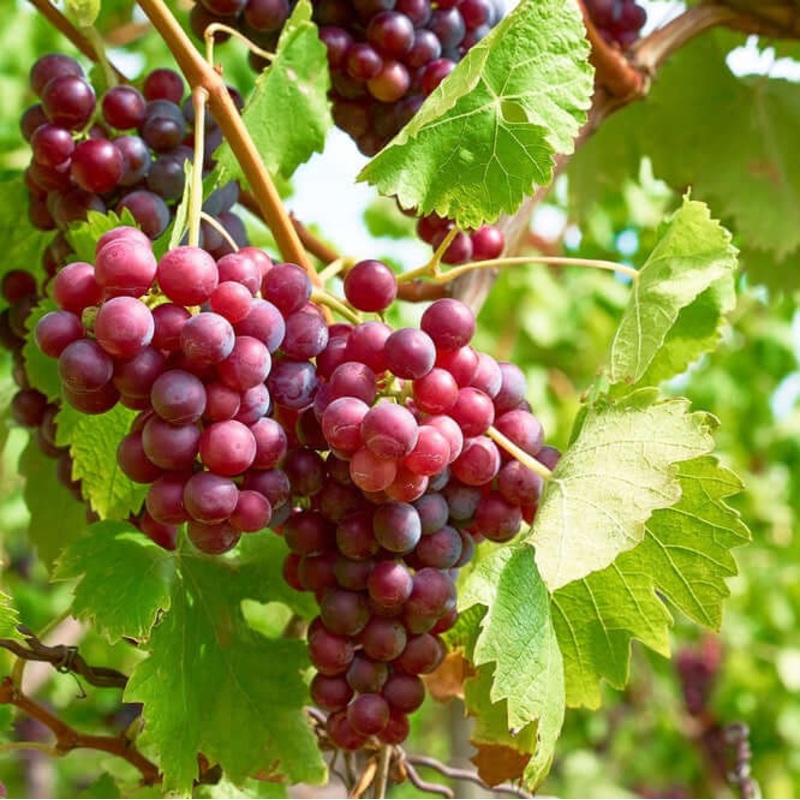 Roze pitloze eetdruif ‘Suffolk Red’ (in 4 liter pot) – 80 cm hoog