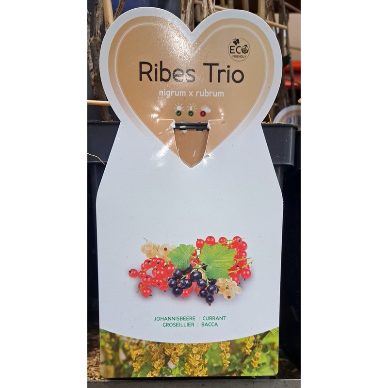 Trio kleinfruit aalbes- 3 soorten aalbessen in 1 pot