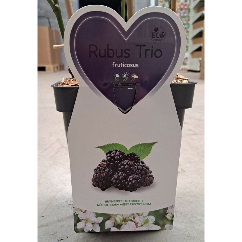 Trio kleinfruit bramen – 3 soorten bramenstruiken in 1 pot