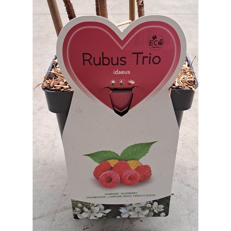 Trio kleinfruit frambozen – 3 soorten frambozen in 1 pot