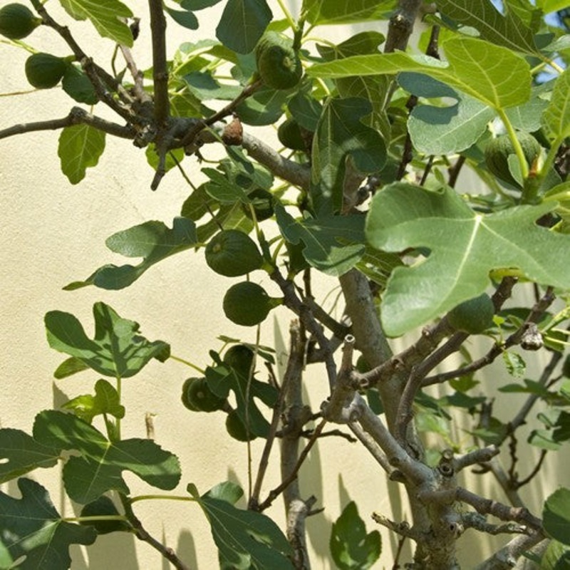 Vijgenboom ‘Brown Turkey’ BIO