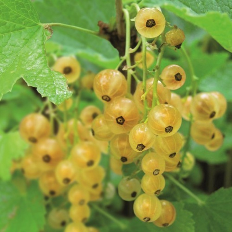 Witte aalbes ‘Werdavia’ BIO