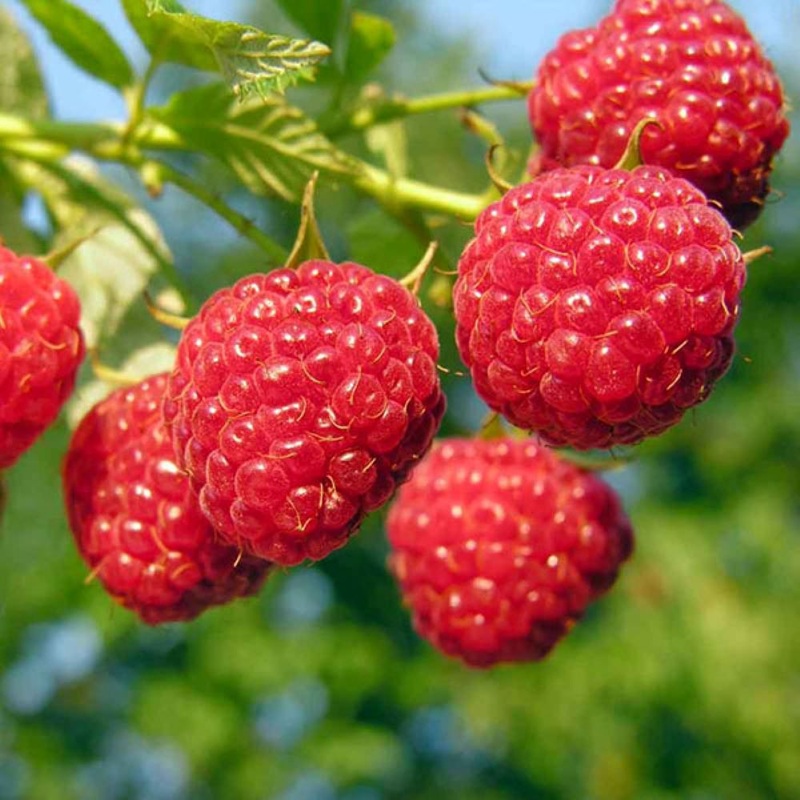 Zomerframboos ‘Willamette’ BIO