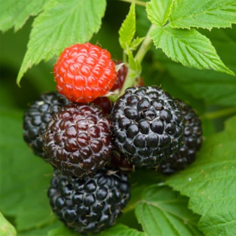 Zwarte framboos ‘Black Jewel’ BIO